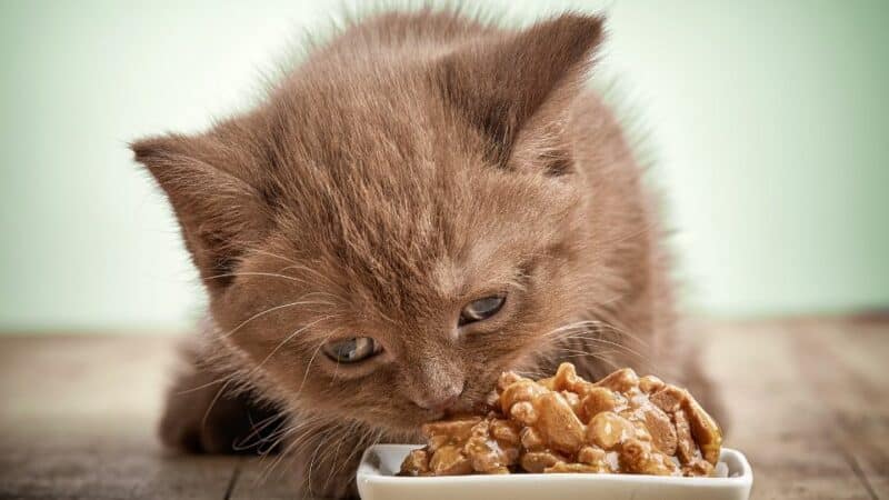 אוכל של חתול
